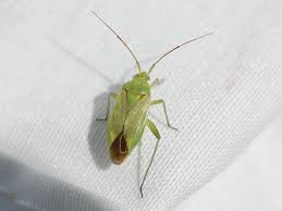 Attēlu rezultāti vaicājumam “Adelphocoris quadripunctatus”