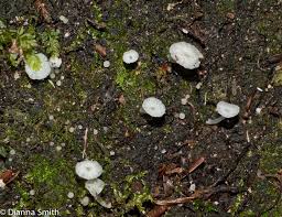 Attēlu rezultāti vaicājumam “Delicatula integrella”