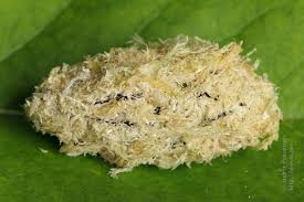 Attēlu rezultāti vaicājumam “Acronicta cuspis”