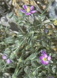 Attēlu rezultāti vaicājumam “Spergularia rubra leaf”