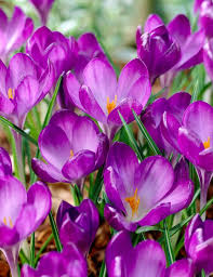 Attēlu rezultāti vaicājumam “Crocus tommasinianus”