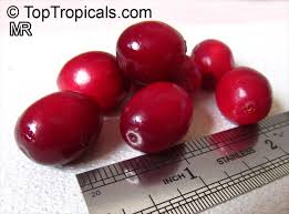 Attēlu rezultāti vaicājumam “Oxycoccus fruit”