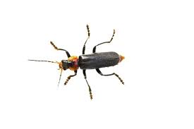 Attēlu rezultāti vaicājumam “Cantharis fusca”
