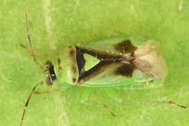 Attēlu rezultāti vaicājumam “Orthops campestris”