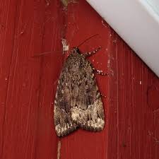 Attēlu rezultāti vaicājumam “Amphipyra”