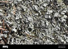 Attēlu rezultāti vaicājumam “Parmelia submontana”