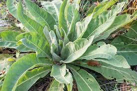 Attēlu rezultāti vaicājumam “Verbascum densiflorum leaf”