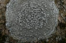 Attēlu rezultāti vaicājumam “Pertusaria albescens”