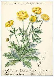 Attēlu rezultāti vaicājumam “Trollius europaeus flower”