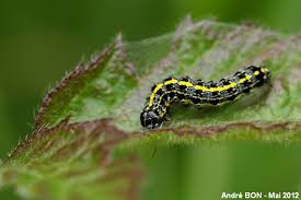 Attēlu rezultāti vaicājumam “Orthosia miniosa larva”