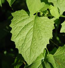 Attēlu rezultāti vaicājumam “Lapsana communis leaf”