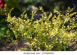 Attēlu rezultāti vaicājumam “Betula nana flower”