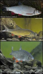 Attēlu rezultāti vaicājumam “Leuciscus idus”