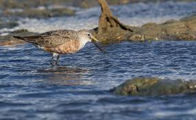 Attēlu rezultāti vaicājumam “Calidris ferruginea adult”