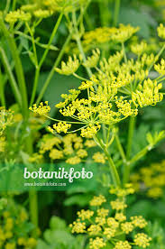 Image result for Pastinaca sativa