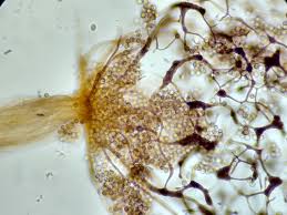 Attēlu rezultāti vaicājumam “Cribraria splendens spores”