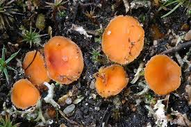 Attēlu rezultāti vaicājumam “Octospora humosa”