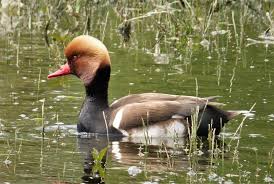 Image result for Netta rufina