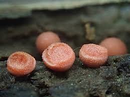 Attēlu rezultāti vaicājumam “Lycogala miserum young”