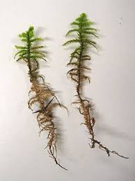 Attēlu rezultāti vaicājumam “Rhytidiadelphus subpinnatus sporophyte”