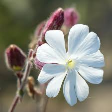 Attēlu rezultāti vaicājumam “Silene latifolia subsp. alba flower”