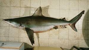 Image result for Carcharhinus obscurus