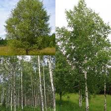 Attēlu rezultāti vaicājumam “Betula pubescens”