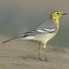 Attēlu rezultāti vaicājumam “Motacilla citreola”