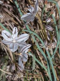 Image result for Asphodelus fistulosus