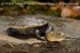 Attēlu rezultāti vaicājumam “Licea chelonoides sessile”