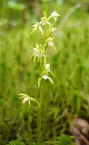 Attēlu rezultāti vaicājumam “Corallorhiza trifida”