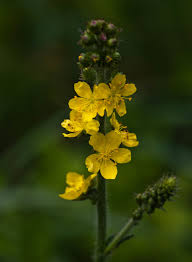 Attēlu rezultāti vaicājumam “Agrimonia eupatoria leaf”