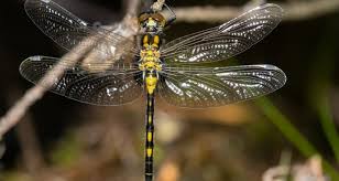 Attēlu rezultāti vaicājumam “Leucorrhinia dubia”