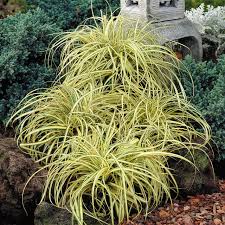 Attēlu rezultāti vaicājumam “Carex ornithopoda”