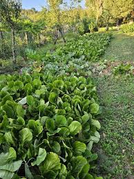 Attēlu rezultāti vaicājumam “Bergenia crassifolia”