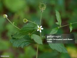 Attēlu rezultāti vaicājumam “Geum urbanum leaf”
