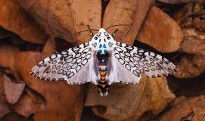 Attēlu rezultāti vaicājumam “Diachea muscorum macro”