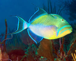 Image result for Balistes vetula