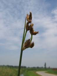 Attēlu rezultāti vaicājumam “Schoenoplectus lacustris subsp. glaucus bud”