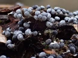 Attēlu rezultāti vaicājumam “Physarum globuliferum”