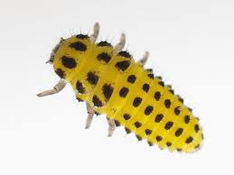 Attēlu rezultāti vaicājumam “Psyllobora vigintiduopunctata”