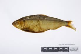 Image result for Alosa pseudoharengus