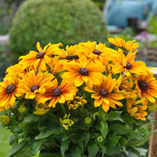 Image result for Rudbeckia