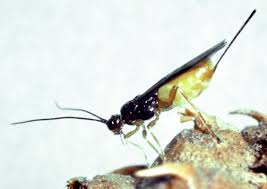 Attēlu rezultāti vaicājumam “Pissodes piniphilus”