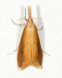 Attēlu rezultāti vaicājumam “Donacaula mucronella”