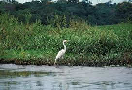 Attēlu rezultāti vaicājumam “Egretta alba”