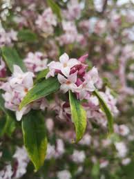 Attēlu rezultāti vaicājumam “Daphne mezereum flower”