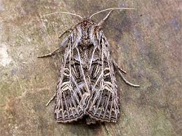 Attēlu rezultāti vaicājumam “Tholera decimalis”