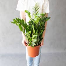 Image result for zamiokulkas