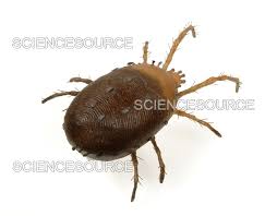 Attēlu rezultāti vaicājumam “Bryobia praetiosa”